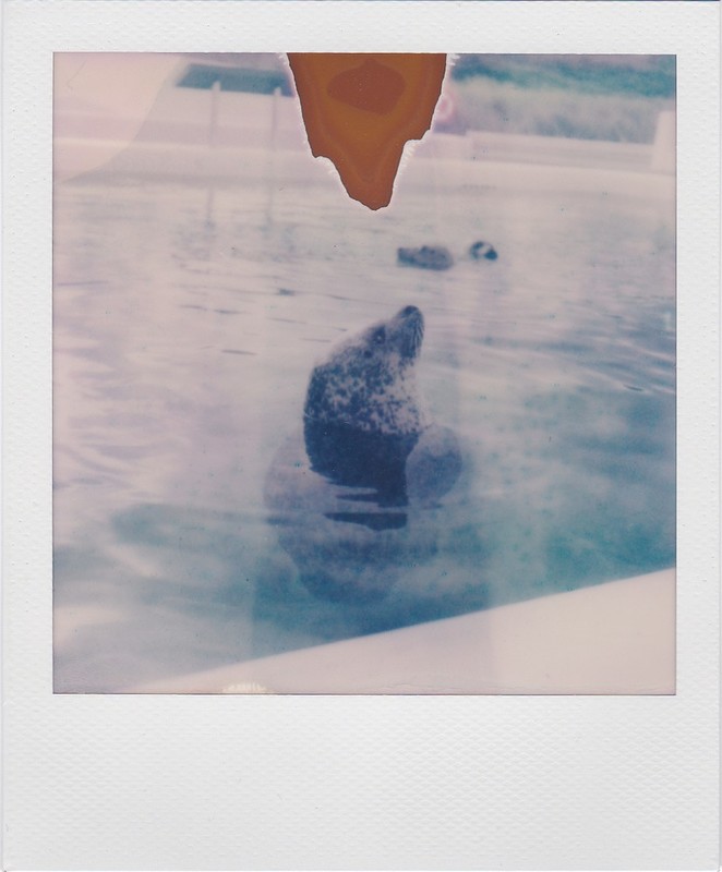 A seal peeking out of the water.