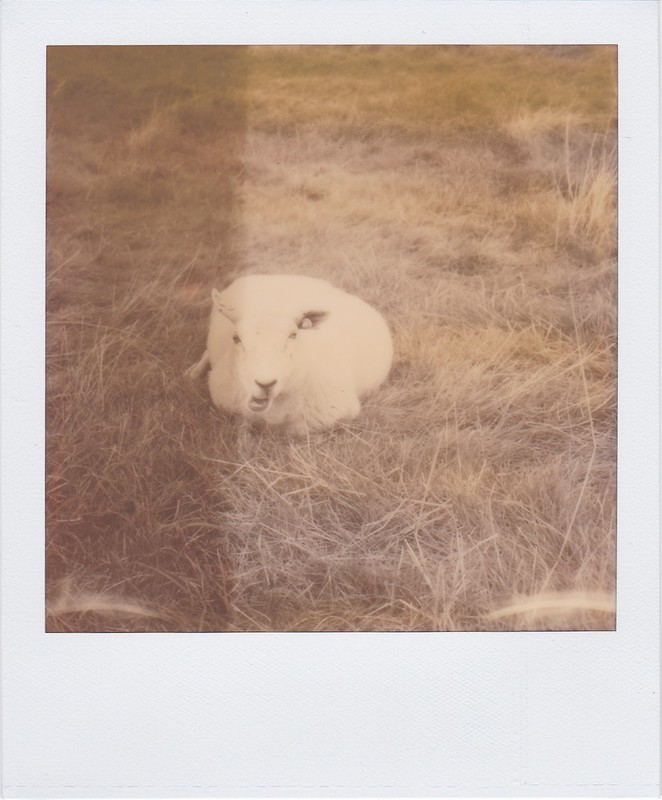 A sheep chewing its lunch.