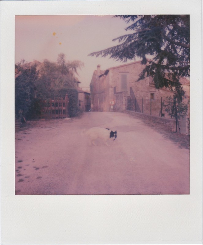 A dog crossing a dirt-road in front of a village.